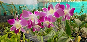 Orchid Flower Plant