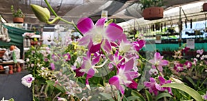 Orchid Flower Plant