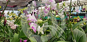 Orchid Flower Plant