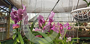 Orchid Flower Plant