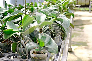 Orchid flower plant growing in greenhouse
