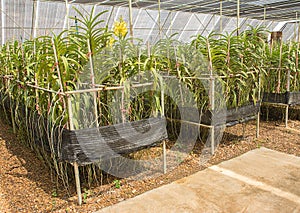 Orchid flower in plant nursery.