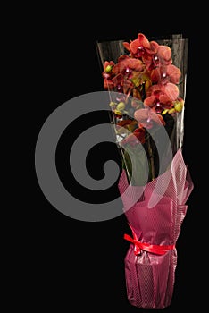 Orchid flower plant in package with black background