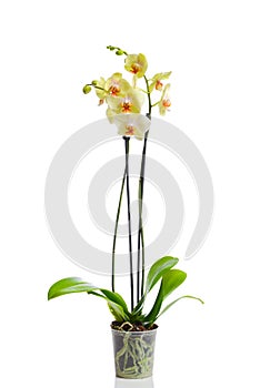 Orchid flower in the pot