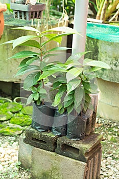 Orchid flower pots on a plant nursery