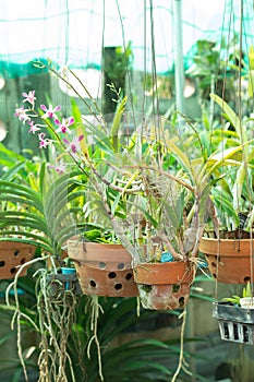 Orchid flower pots on a plant nursery