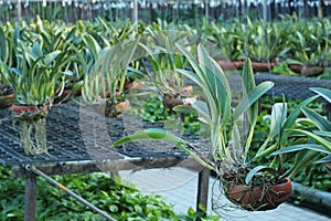 Orchid flower pots on a plant nursery