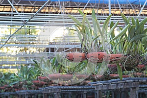 Orchid flower pots on a plant nursery