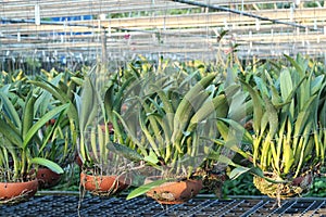 Orchid flower pots on a plant nursery