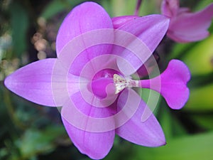 Orchid flower