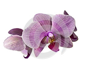 Orchid flower purple insulated.