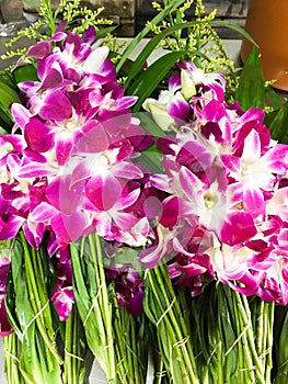 Orchid flower for respect buddha statue