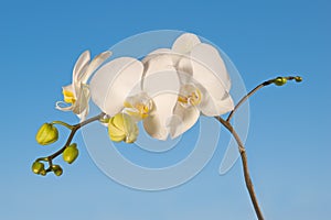 Orchid flower on sky background