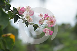 orchid flower sloping on the tree