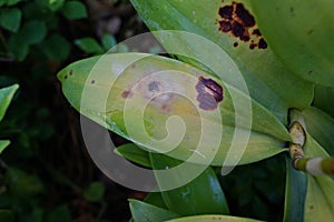 Orchid flower spot disase from fungi