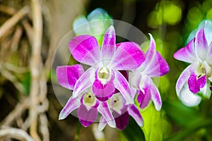 Orchid flower in tropical garden.