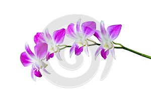 Orchid flower in tropical garden.