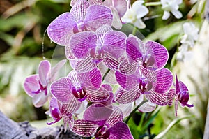 Orchid flower in tropical garden