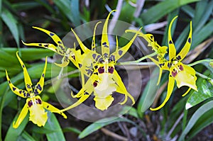 Orchid flower in a tropical garden. Brassia orchid flowers.