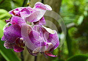 Orchid flower in tropical garden.Phalaenopsis Orchid flower growing on Tenerife,Canary Islands.