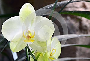 Orchid flower in tropical garden.Phalaenopsis Orchid flower growing on Tenerife,Canary Islands.