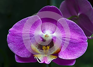 Orchid flower in tropical garden.Phalaenopsis Orchid flower growing on Tenerife,Canary Islands.