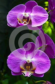 Orchid flower in tropical garden.Phalaenopsis Orchid flower growing on Tenerife,Canary Islands.Orchids.