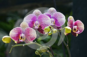 Orchid flower in tropical garden.Phalaenopsis Orchid flower growing on Tenerife,Canary Islands.Orchids.