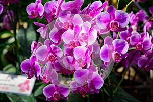 Orchid flower in tropical garden.Pink Phalaenopsis Orchid flower