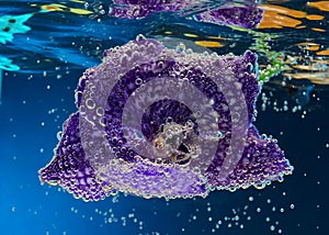 Orchid flower under water with bubbles on petals