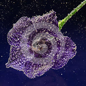 Orchid flower under water with bubbles on petals