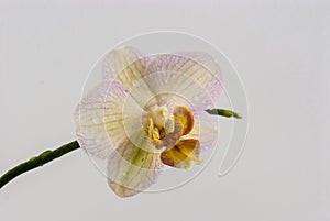 Orchid flower with water drops on a white background