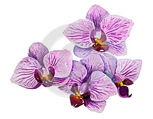 Orchid flower. Watercolor floral illustration