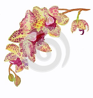 The orchid flower watercolor hand drawing painting on the wallpaper isolated