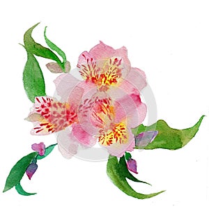 The orchid flower watercolor hand drawing painting on the wallpaper isolated