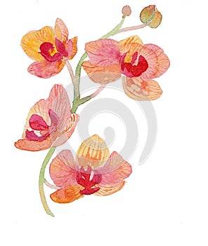 The orchid flower watercolor hand drawing painting on the wallpaper isolated