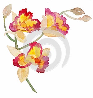 The orchid flower watercolor hand drawing painting on the wallpaper isolated