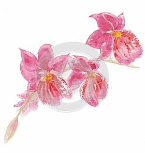 The orchid flower watercolor hand drawing painting on the wallpaper isolated