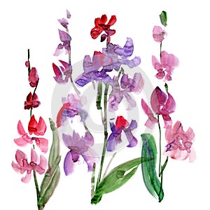 Orchid Flower watercolour