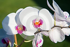 Orchid flower white on blue sky background