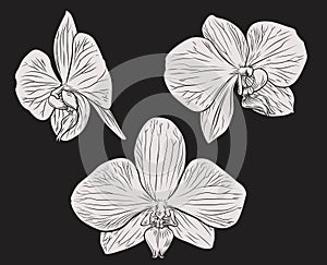 Orchid Flower Woodcut Etching