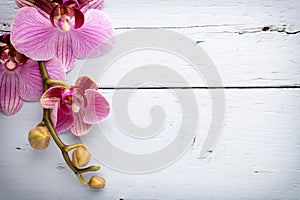 Orchid flower