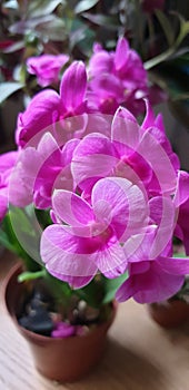 Orchid flower & x28;namely Corageous& x29; photo