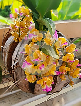 Orchid flower. yellow flower. Aerides houlettiana.
