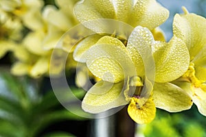 Orchid flower in yellow orange in the garden. Beautiful and colorful yellow Phalenopsis Orchid plants in the garden in Spring