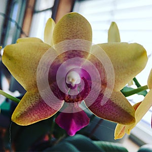 Orchid flower yellow pink