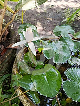 Orchid flowerin a small saucepan