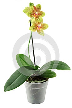 Orchid flowerpot