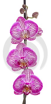 Orchid flowers