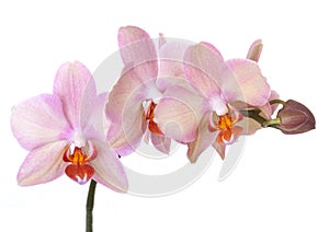 Orchid flowers